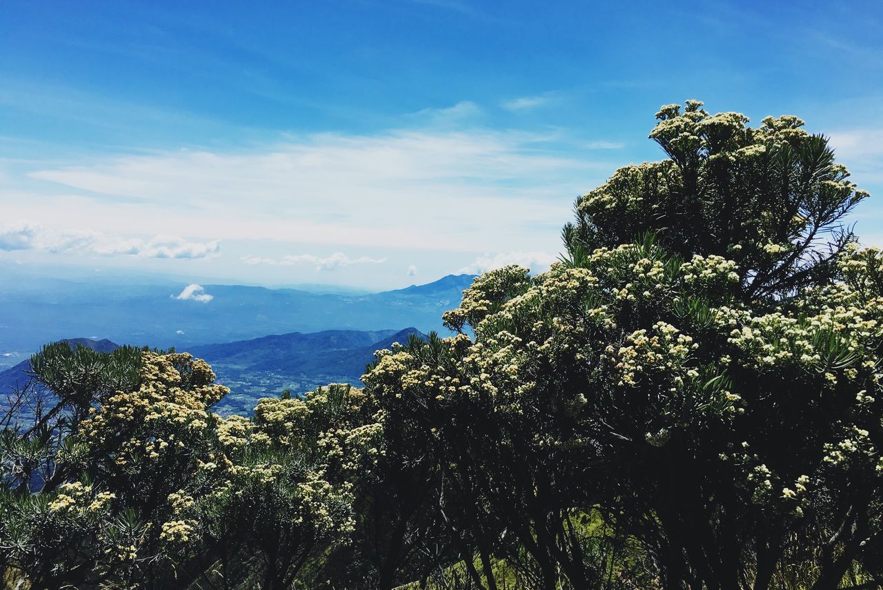 tree, growth, sky, scenics, tranquil scene, mountain, blue, branch, tranquility, nature, beauty in nature, green color, green, water, day, cloud - sky, majestic, mountain range, lush foliage, outdoors, non-urban scene, no people, remote, solitude, sea, treetop, high section