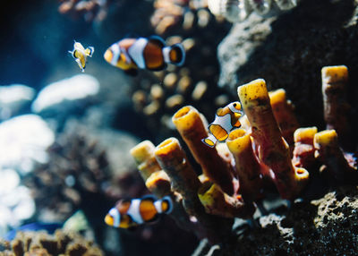 Wild striped white and orange clown fishes among colorful corals underwater in ocean on blurred background