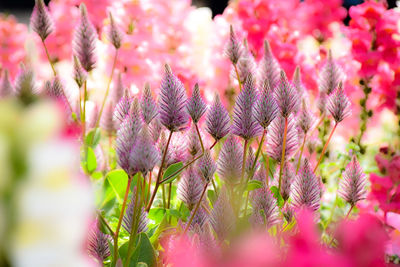 Close-up of pink flowers