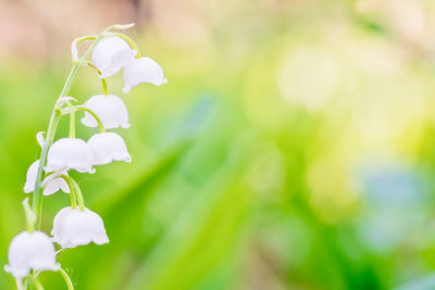 Close-up of flowering plant