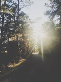 Sun shining through trees