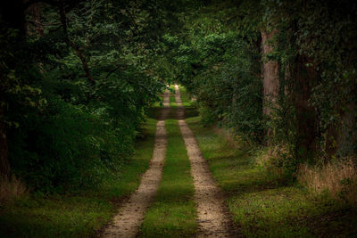 Dirt road amidst trees on landscape