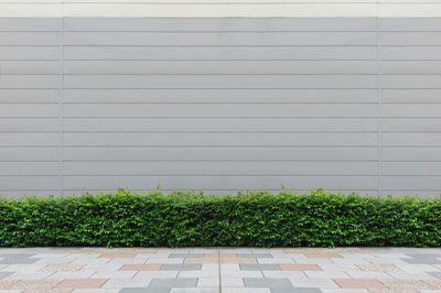 Plants growing against wall in city