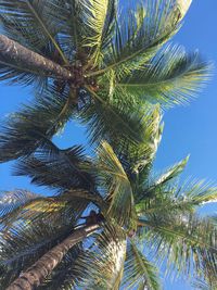 Low angle view of palm tree against blue sky