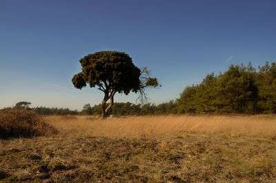 Scenic view of grassy field against blue sky