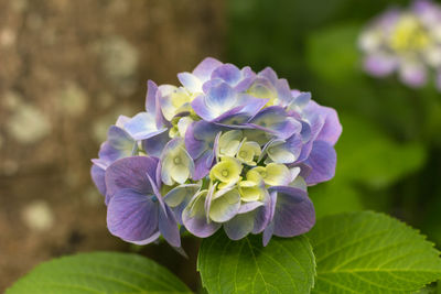 Close-up of insect on purple flower