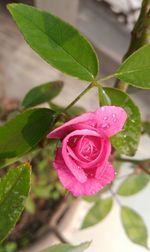 Close-up of pink flower blooming outdoors