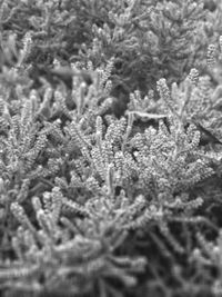 Full frame shot of frozen plants