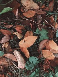 High angle view of dry leaves on field