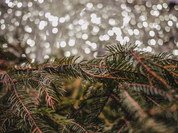 Close-up of pine tree