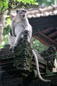 Low angle view of monkey sitting on roof