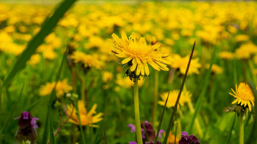 Close-up of yellow flowering plant on field