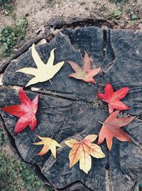 Close-up of maple leaves