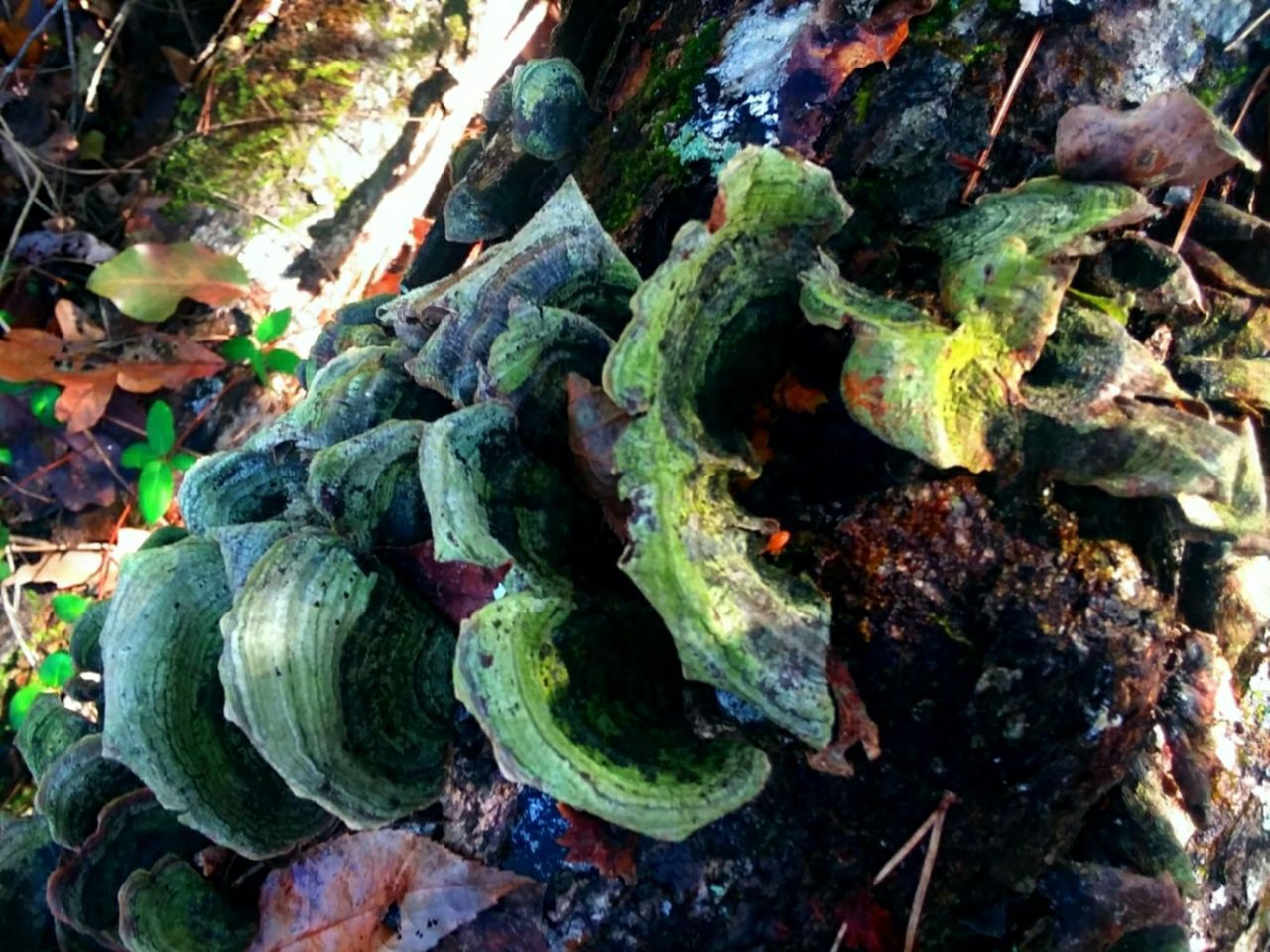 CLOSE-UP OF VEGETABLES