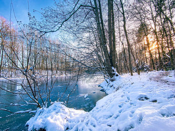 Snow covered bare trees on land