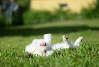 Dog relaxing on grassy field