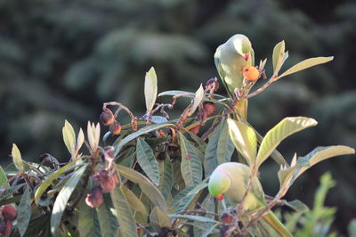 Close-up of flower bud