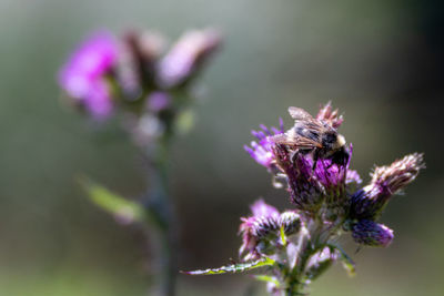Close-up of insect on purple flower