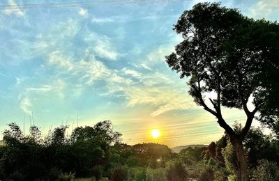 Silhouette trees against sky during sunset
