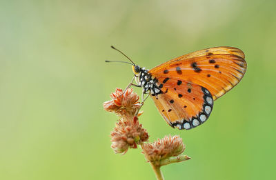 Close-up of butterfly perching on flower