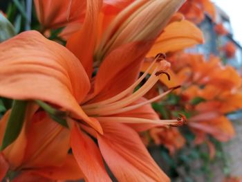 Close-up of orange day lily