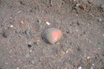 High angle view of shells on beach