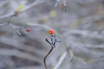 Close-up of ladybug on plant