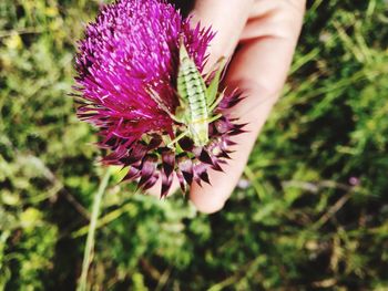 Close-up of hand holding purple flower