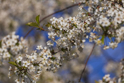 Close-up of white cherry blossom