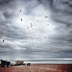 Seagulls flying over sea