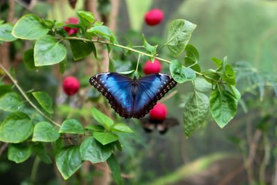 Close-up of butterfly pollinating on flower