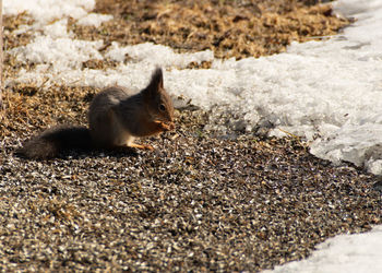 Side view of squirrel eating on land