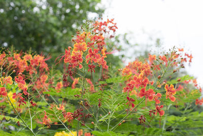 Close-up of orange flowering plants