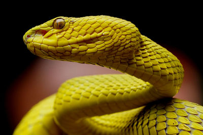 Close-up of snake against black background