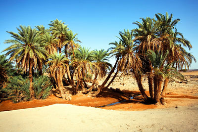 Palm trees on sand at beach against clear sky