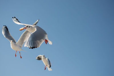 Low angle view of seagulls flying against blue sky during sunny day