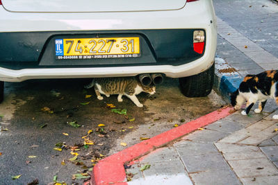 View of cat on street