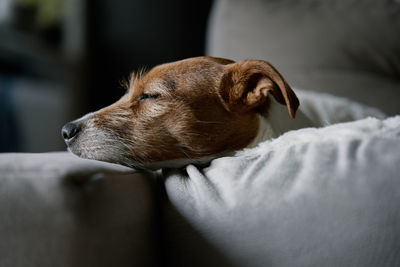 Cute dog sleeping on sofa, close up portrait