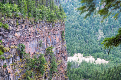 Pine trees in forest