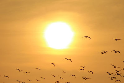 Silhouette of flock of flying birds against golden sky with the dazzling sun
