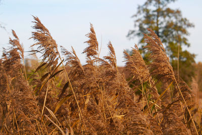 Low angle view of stalks in field against sky