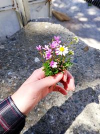 Close-up of hand holding purple flowering plant