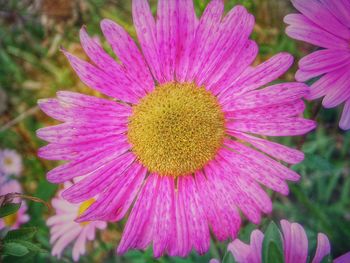 Close-up of pink daisy blooming outdoors