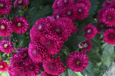 Close-up of fresh pink flowering plants