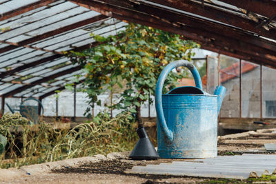 Potted plant