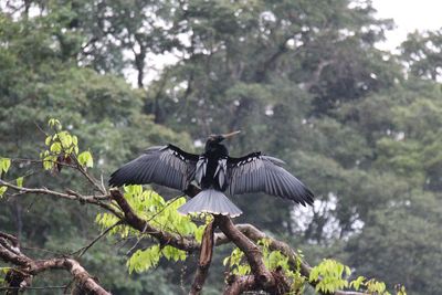 Bird flying against trees