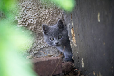 Portrait of cat