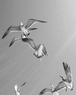 Low angle view of seagulls flying