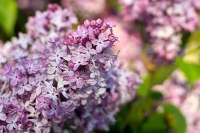 Close-up of pink flowering plant