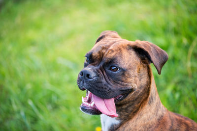 Close-up portrait of beautiful boxer dog on green grass background, cute pet, mouth open, tongue out